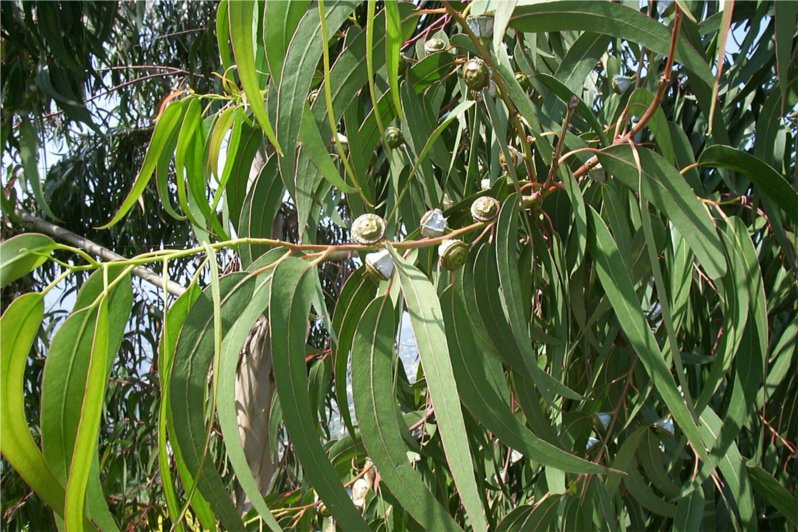 藍膠尤加利 eucalyptus globulus-Eucalyptus Globulus.jpg