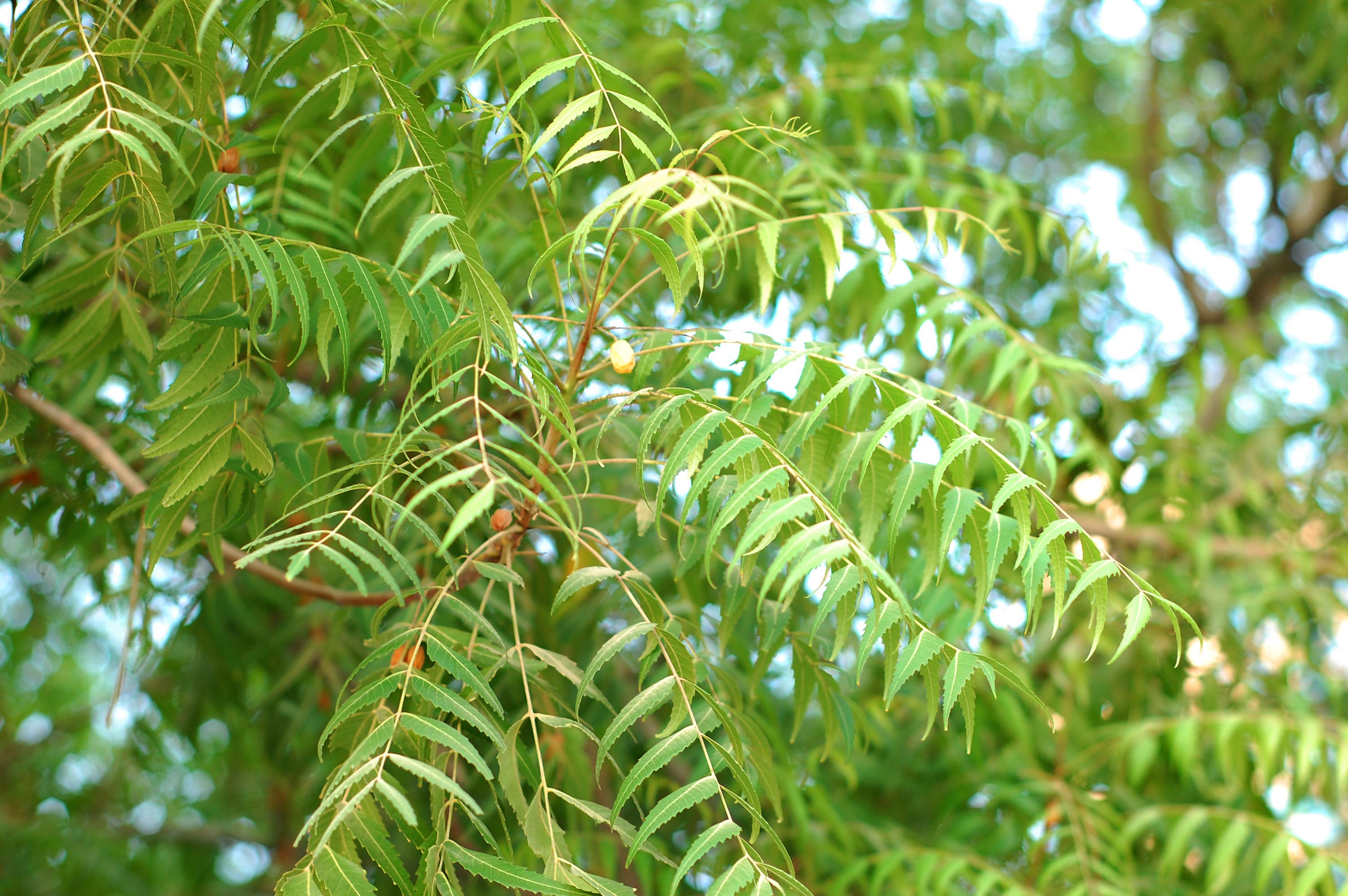 印楝油 Azadirachta_Indica.JPG