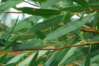 多苞葉尤加利 eucalyptus polybractea-Eucalyptus Polybractea Cryptone 22.jpg