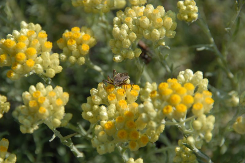 意大利酮永久花 helichrysum italian-Helichrysum Italicum.jpg