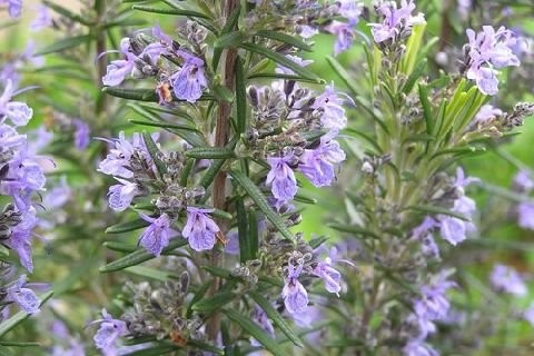 马鞭草酮迷迭香 rosemary verbenone-Rosmarinus Officinalis Verbenone.jpg