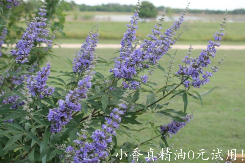 贞洁树vitex-2.jpg