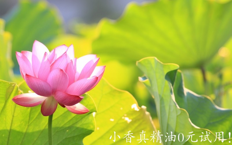 粉莲花green_leaves_with_pink_lotus-1920x1200.jpg