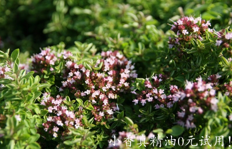 牛至origanum-vulgare-compactum-rasiger-dost-polster-dost-2274313_1.jpg