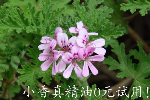 波旁天竺葵lemon geranium.jpg