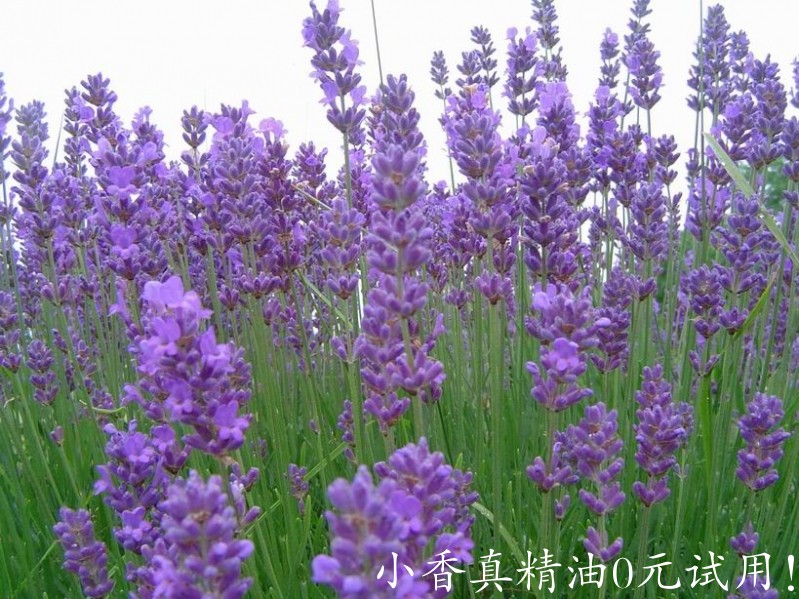 穗花薰衣草lavanda_croatia_island_hvar_adriatic_sea_hd-wallpaper-551438.jpg