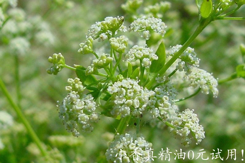 芹菜籽 Apium Graveolens L. 11.jpg