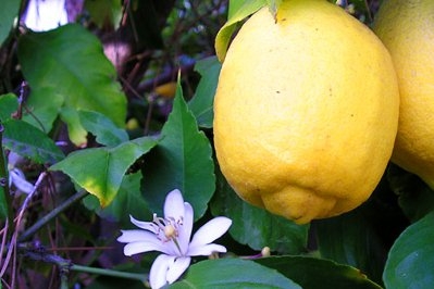 柠檬 lemon-Citrus Limon 11.jpg