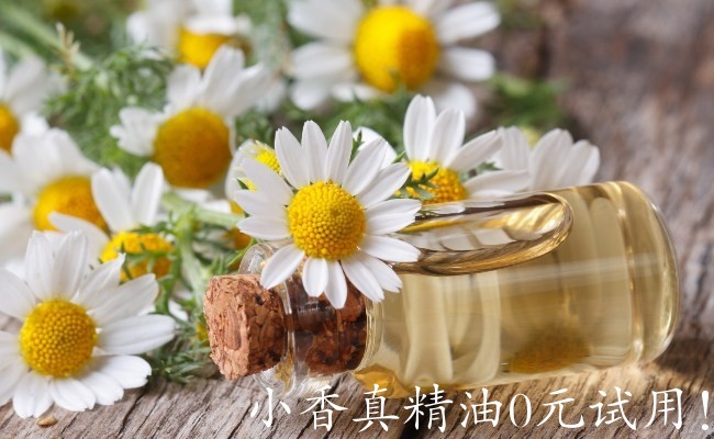 罗马洋甘菊Roman-Chamomile-Essential-Oil.jpg