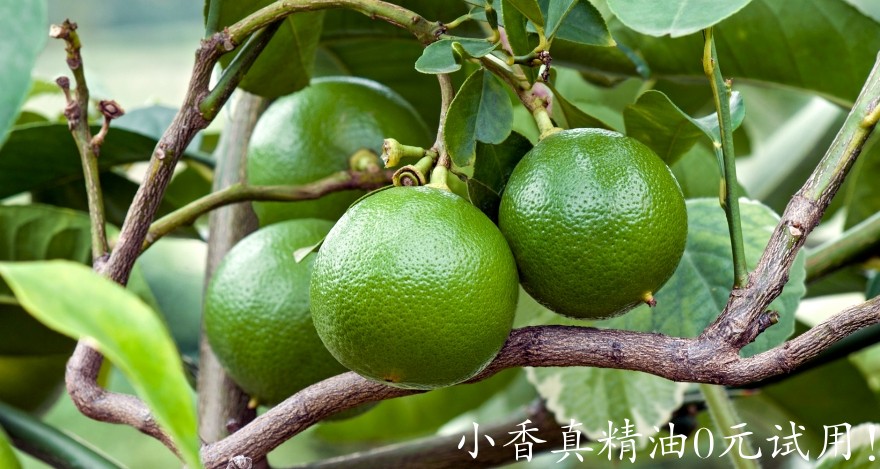 佛手柑What-Is-Bergamot-fruit-earl-grey-i627198308.jpeg