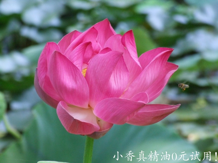 粉莲花pink-indian-lotus-flower-with-a-bee-1333237.jpg