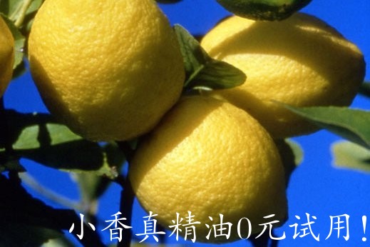 柠檬 lemon-Citrus Limon.jpg