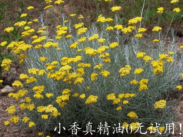 永久花helichrysum-italicum.jpg