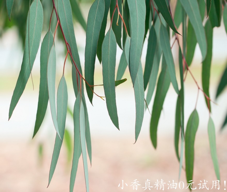 澳洲尤加利eucalyptus-narrow-leaf-essential-oil.jpg