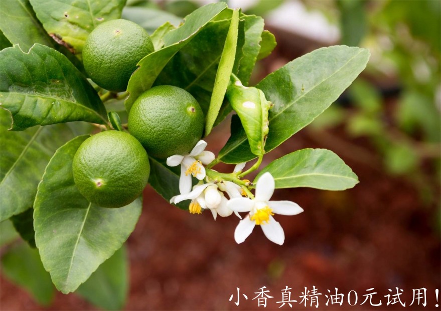 莱姆Flowers-fruits-lime-tree.jpg