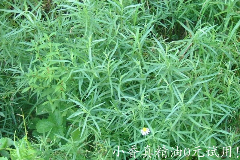 龙艾 tarragon-Artemisia Dracunculus 22.jpg