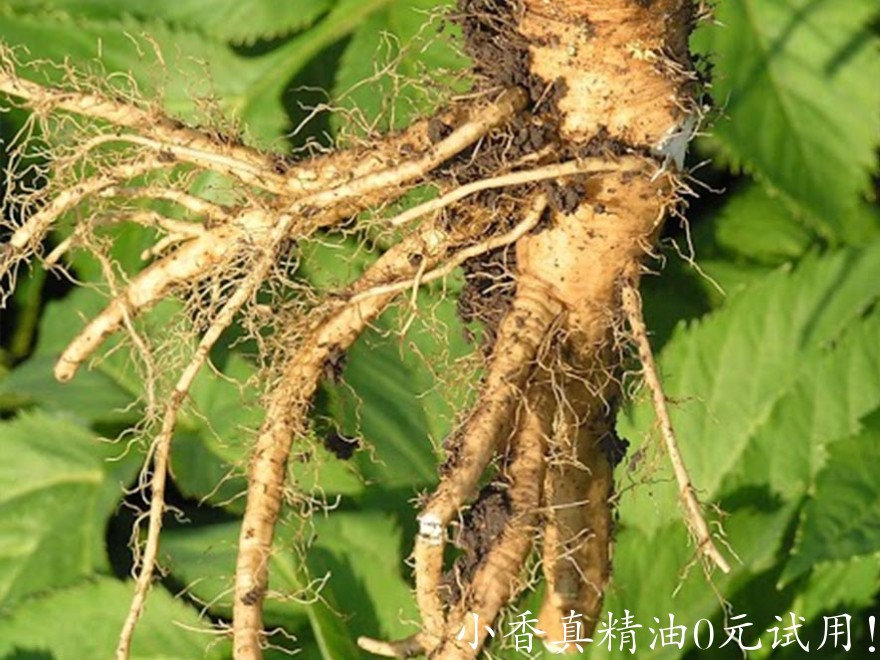 欧白芷根angelica_root.jpg