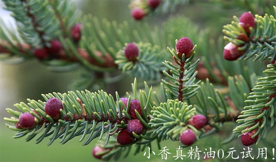 黑云杉Black-spruce-tips.jpg