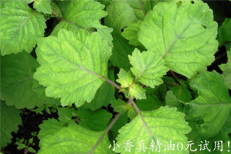 广藿香 patchouly-Pogostemon Cablin 11.jpg