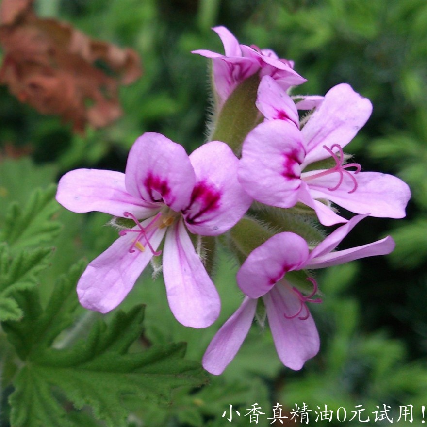 玫瑰天竺葵11100_rosegeranium_DSC_0515.jpg