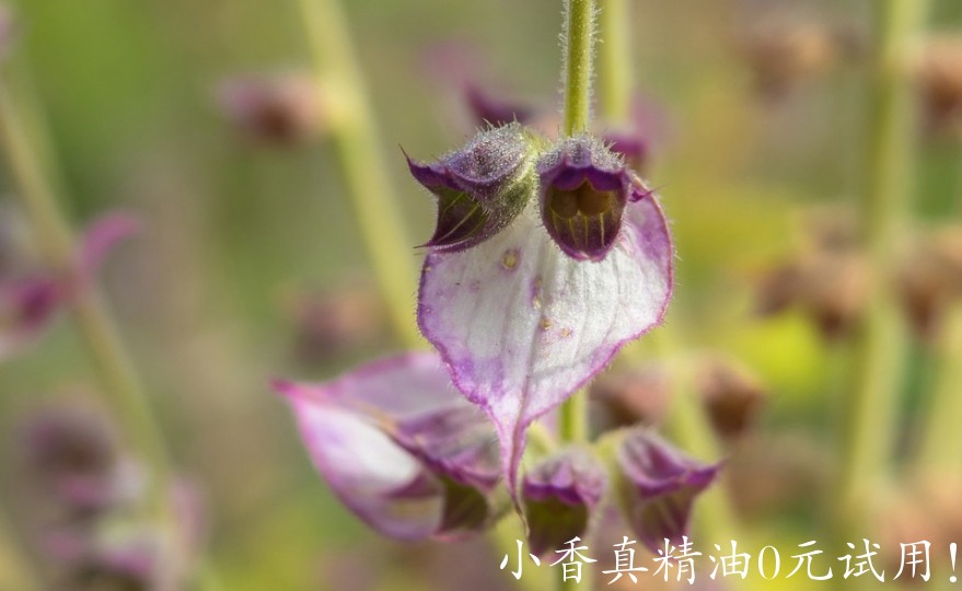 快乐鼠尾草clary-sage.jpg