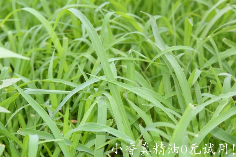 10052玫瑰草.jpg