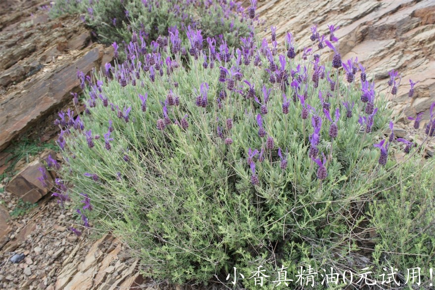 头状薰衣草 lavender stoechade-Lavandula Stoechas.jpg