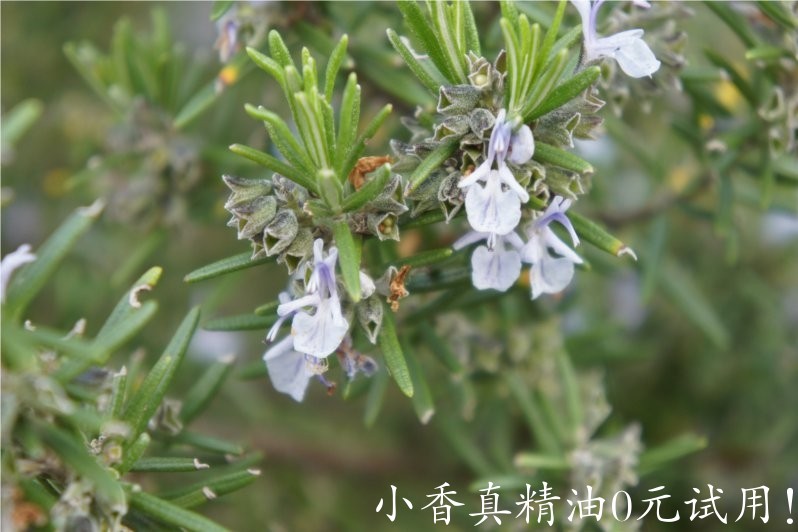 桉油迷迭香 rosemary cineol-Rosmarinus Officinalis Cineolifera.jpg