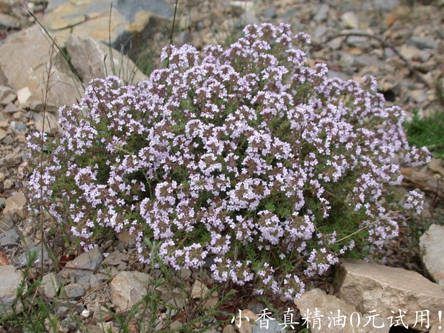 沉香醇百里香Thyme in Flower s.JPG