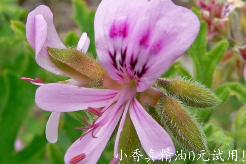 波旁天竺葵 geranium bourbon-Pelargonium X Asperum 11.jpg