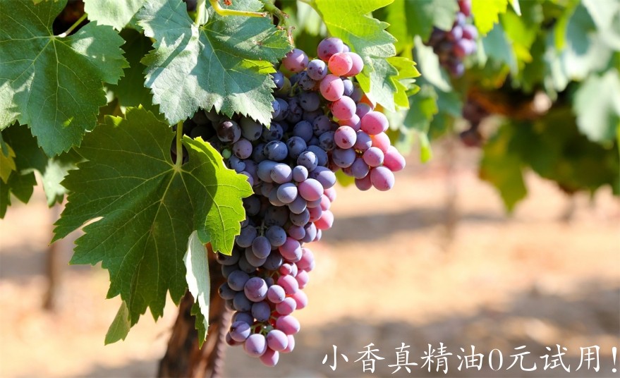 葡萄籽GRAPESEED.jpg