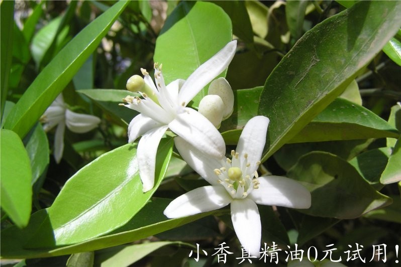 橙花 neroli-Citrus Aurantium.jpg