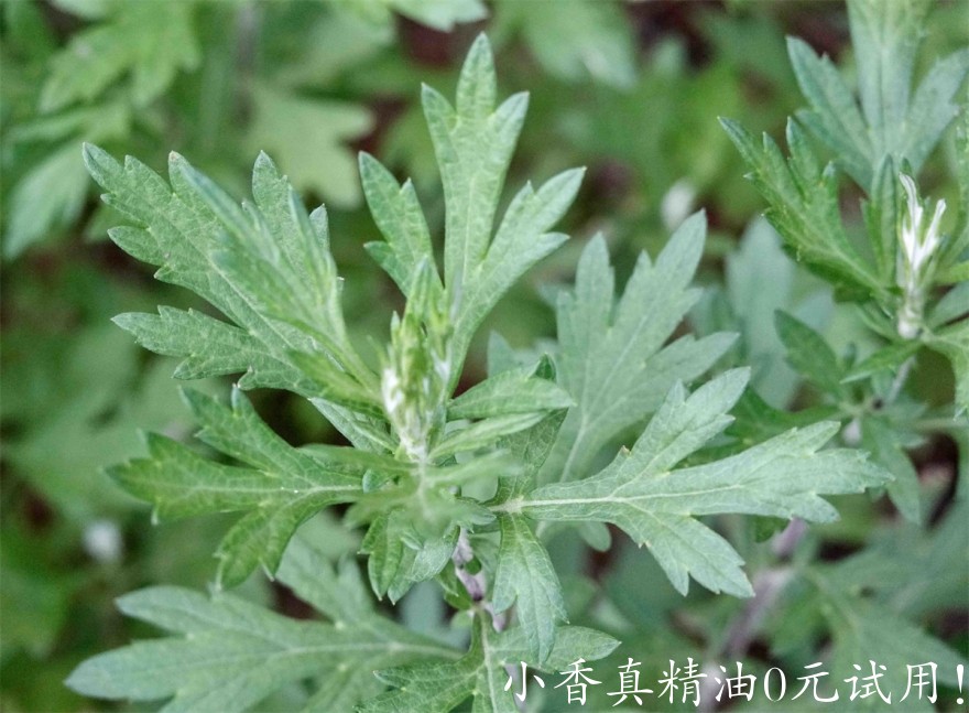 艾草Common-mugwort3-scaled.jpg