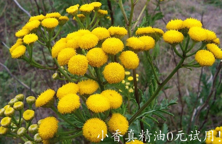 蓝艾菊pizhma-752x490.jpg