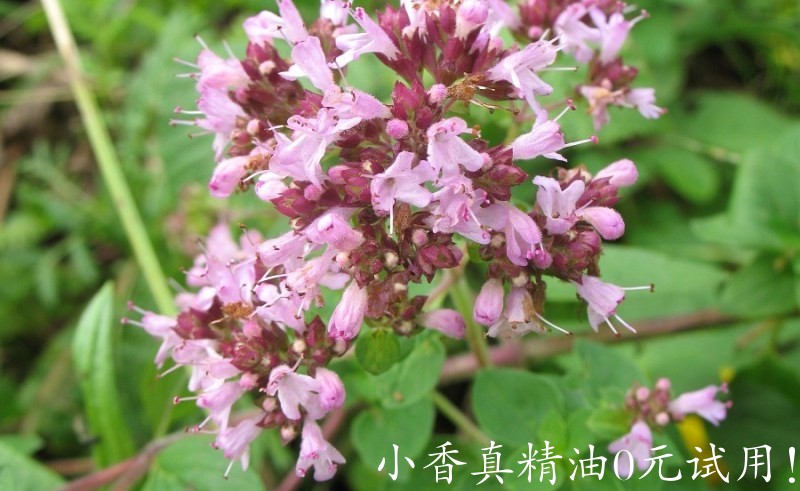 牛至origanum-vulgare-wild-marjoram.jpg