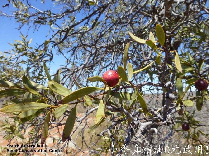 澳洲檀香Santalum spicatum fruit Monaree.jpg