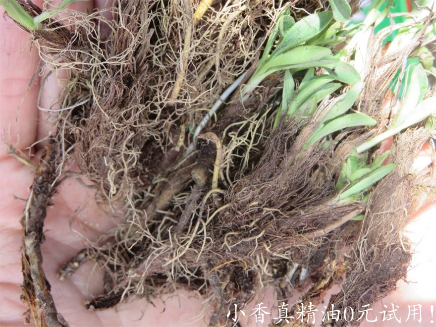 穗甘松Jatamansi-Rhizome-1-scaled.jpg