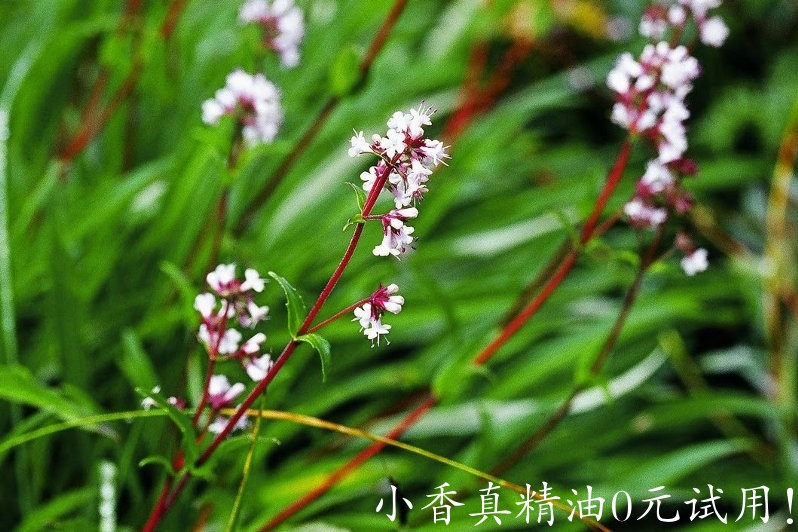 穗甘松 spikenard-Nardostachys Jatamansi 11.jpg