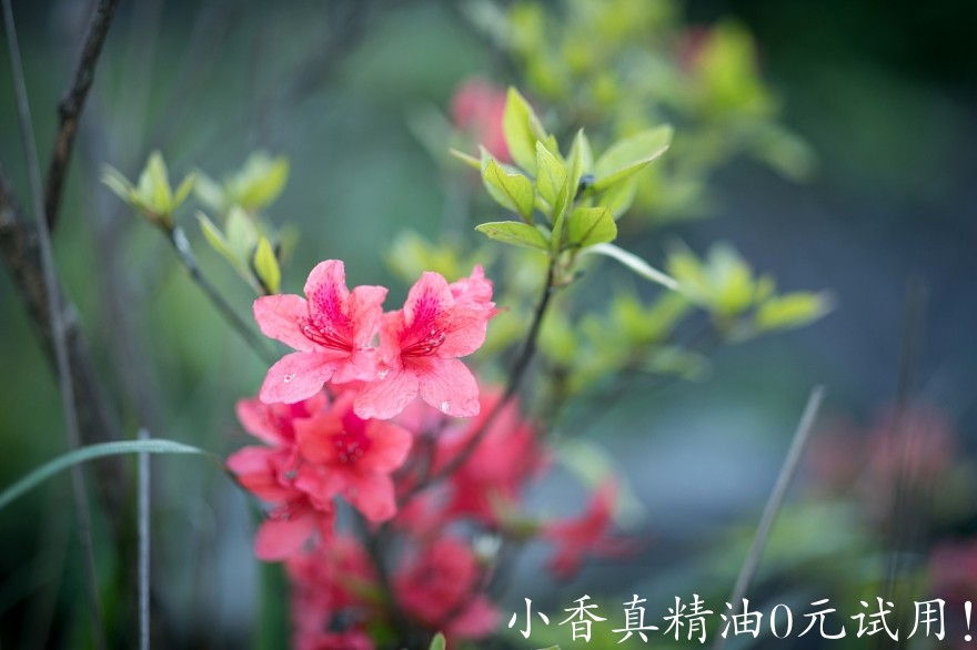 髯花杜鹃2.jpg