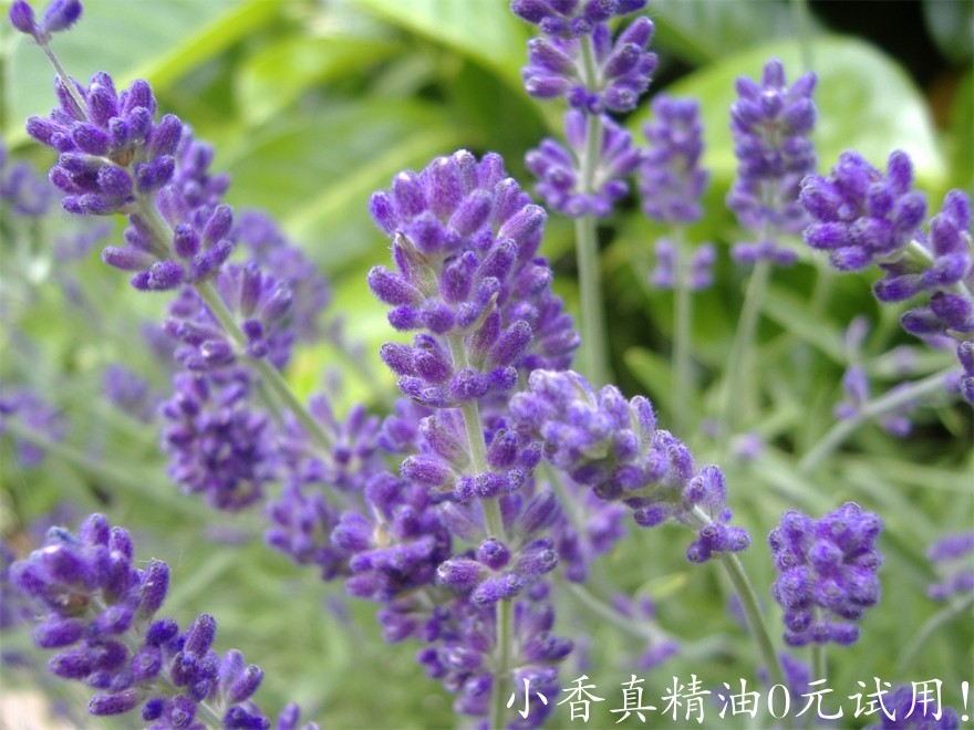 穗花薰衣草English_Lavender.jpg