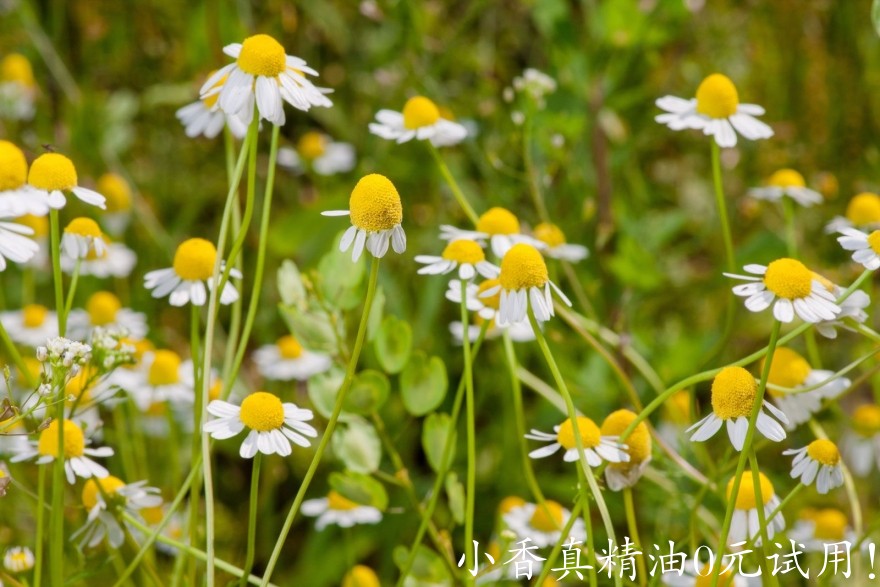 10020德国洋甘菊_罗马洋甘菊.jpg