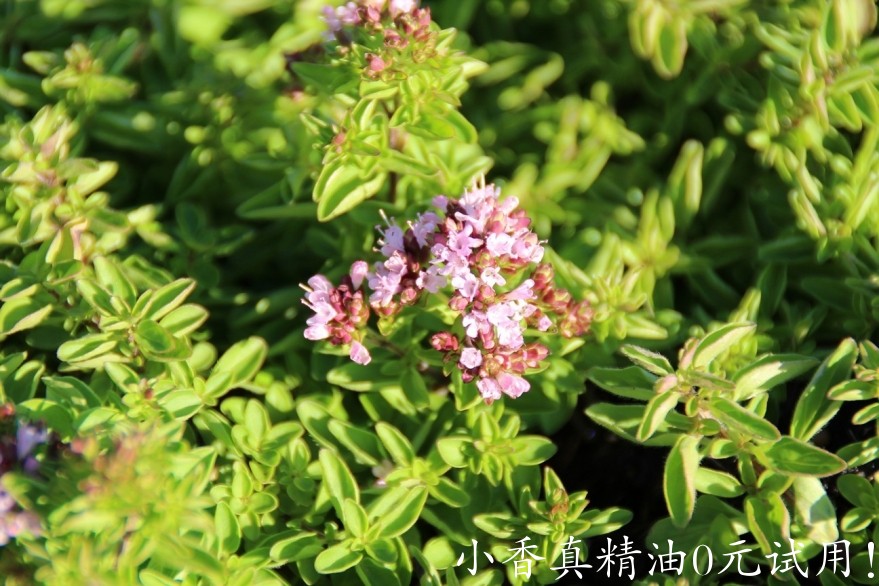 牛至majoraan-marjolein-origanum-vulgare-compactum-2490-758.jpg