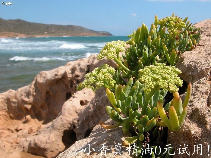 海茴香Crithmum_maritimum_detalle.jpg