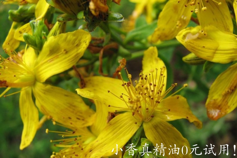 圣约翰草 st john's wort-Hypericum Perforatum 22.jpg