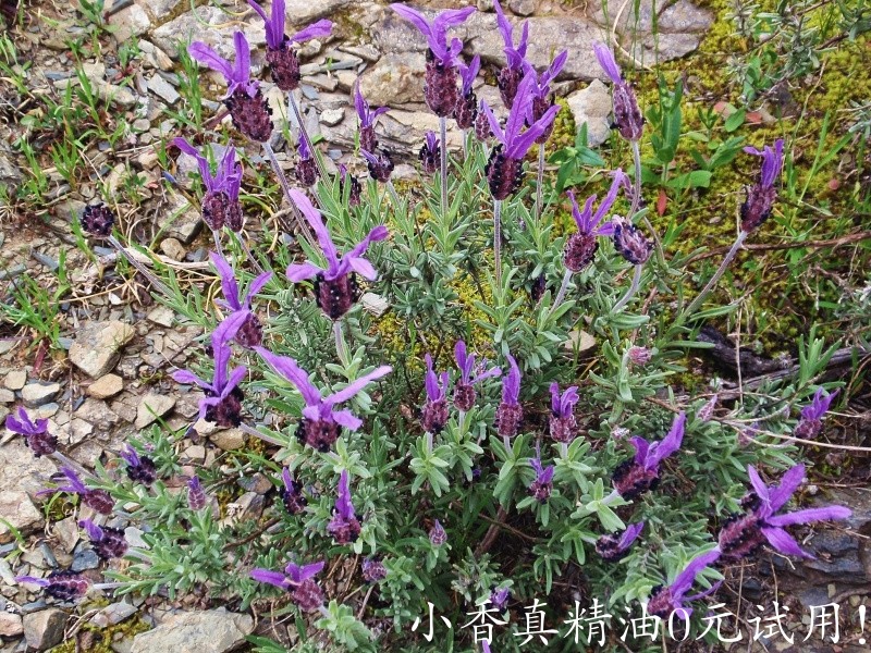 食尸醇薰衣草Lavandula stoechas_001848_epm_2_3_800px.jpg