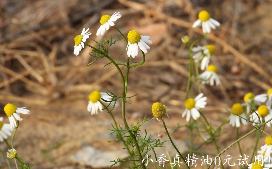 10065德国洋甘菊_罗马洋甘菊.jpg