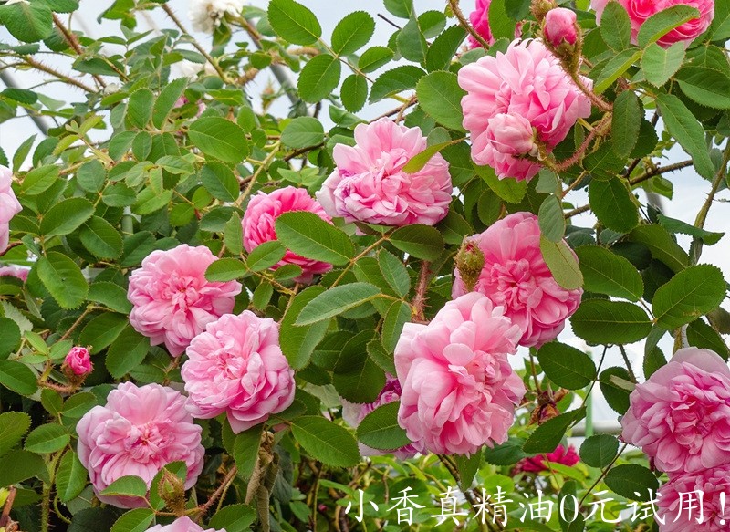 千叶玫瑰rose_centifolia_muscosa.jpg