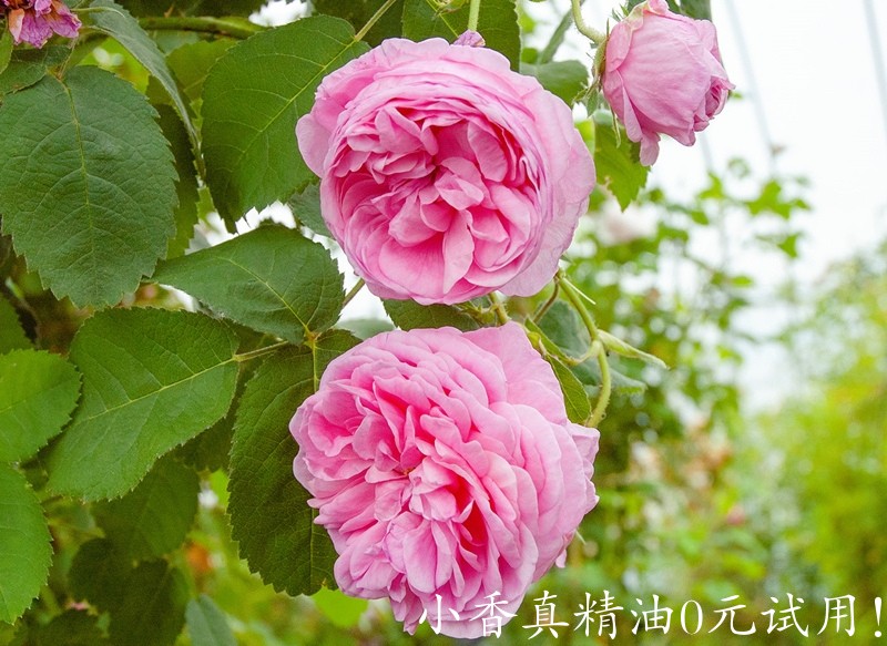 千叶玫瑰rosa_centifolia.jpg