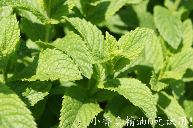 绿薄荷(荷兰薄荷)spearmint-Mentha Spicata.jpg