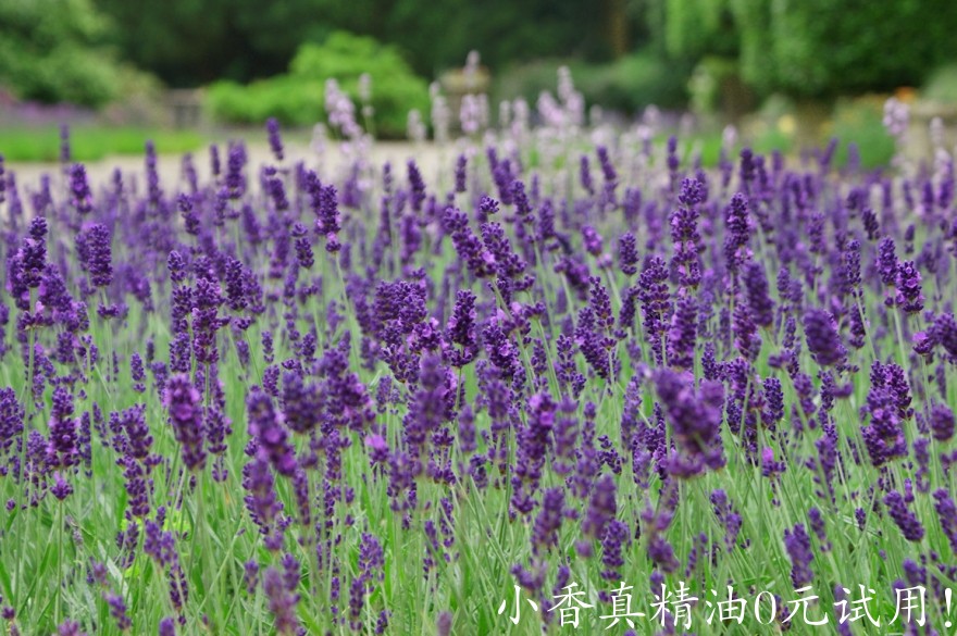 穗花薰衣草lavender.jpg